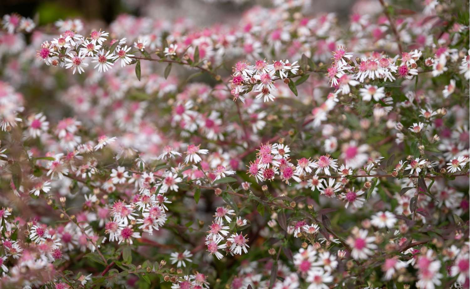 Asters 'Lady in Black'
